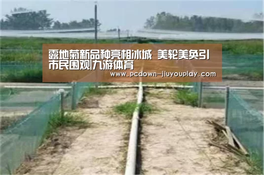 露地菊新品种亮相冰城 美轮美奂引市民围观|九游体育(图2) 露地菊新品种亮相冰城 美轮美奂引市民围观|九游体育(图2)