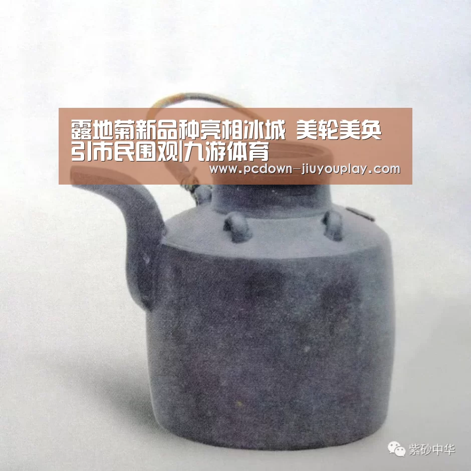 露地菊新品种亮相冰城 美轮美奂引市民围观|九游体育(图3) Jiuyou游戏官网入口