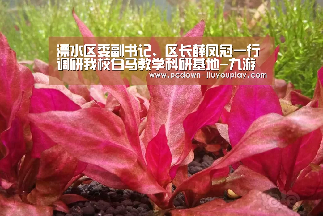 溧水区委副书记、区长薛凤冠一行调研我校白马教学科研基地-九游体育(图3) 九游体育